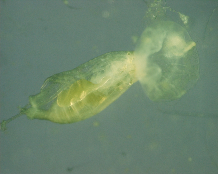 Jelly eating copepod 2, 4x