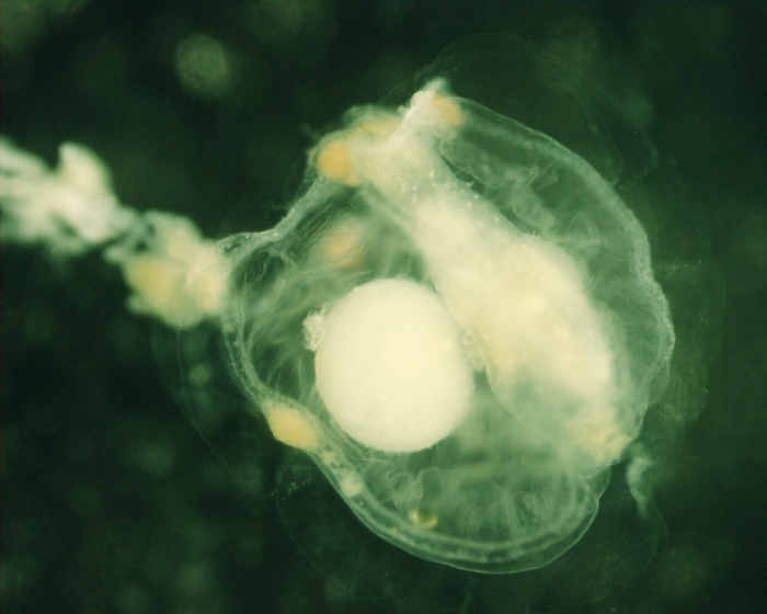 Jelly eating copepod 3, 4,5x
