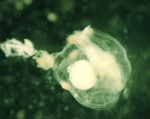 Jelly eating copepod 4, 4x