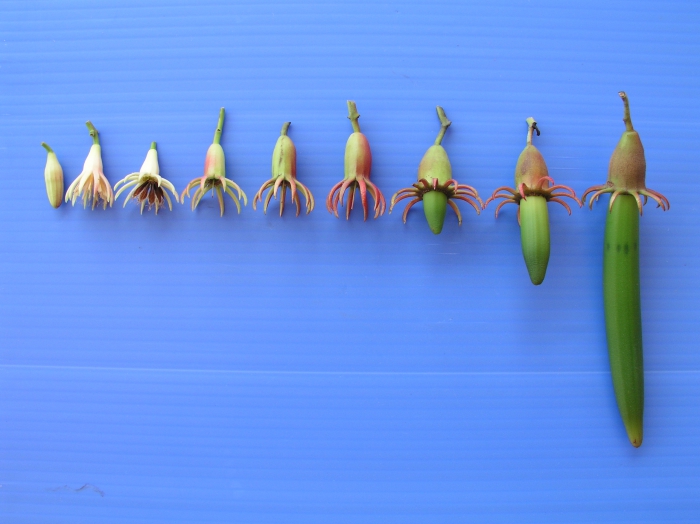 Bruguieria hainesii Bruguieria hainesii