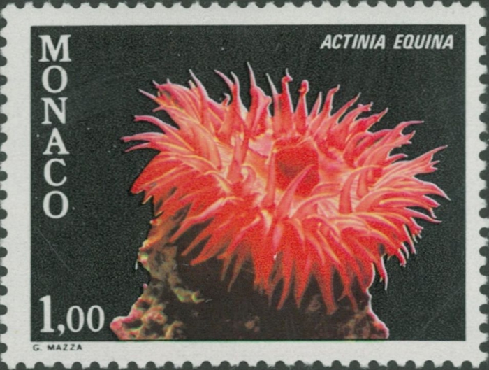 Actinia equina