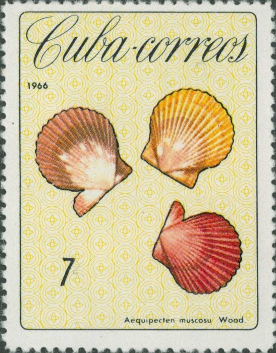 Aequipecten muscosus Aequipecten muscosus
