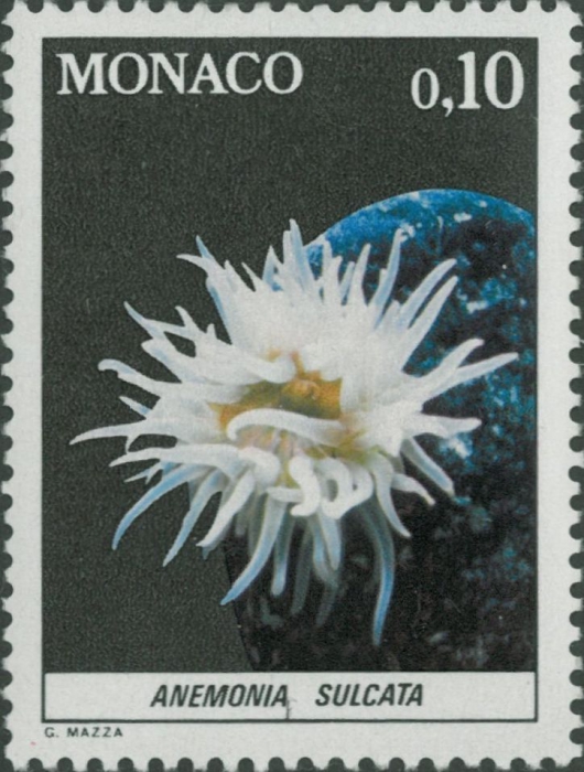 Anemonia sulcata Anemonia sulcata