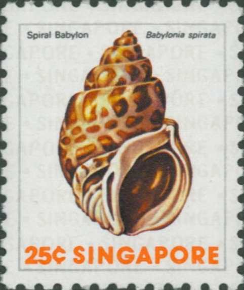 Babylonia spirata Babylonia spirata