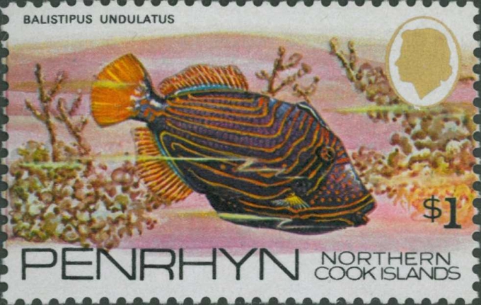 Balistapus undulatus Balistapus undulatus