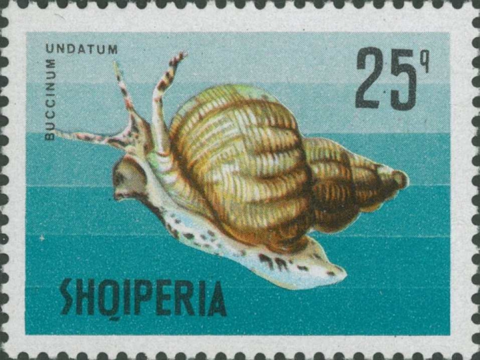 Buccinum undatum Buccinum undatum