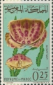 Calappa granulata, author: Collection VLIZ