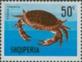 Crustacea (crustaceans)