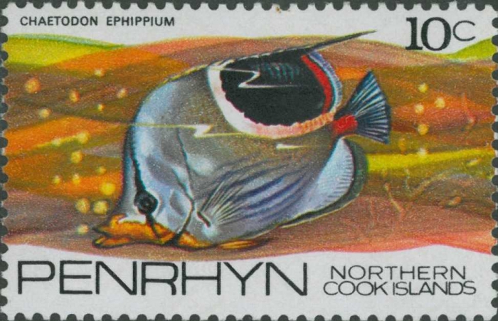 Chaetodon ephippium Chaetodon ephippium
