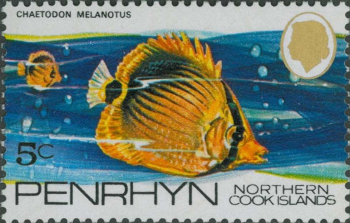 Chaetodon melannotus Chaetodon melannotus