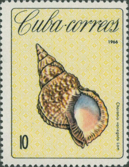 Charonia variegata Charonia variegata