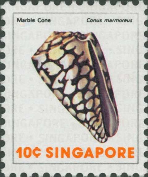 Conus marmoreus