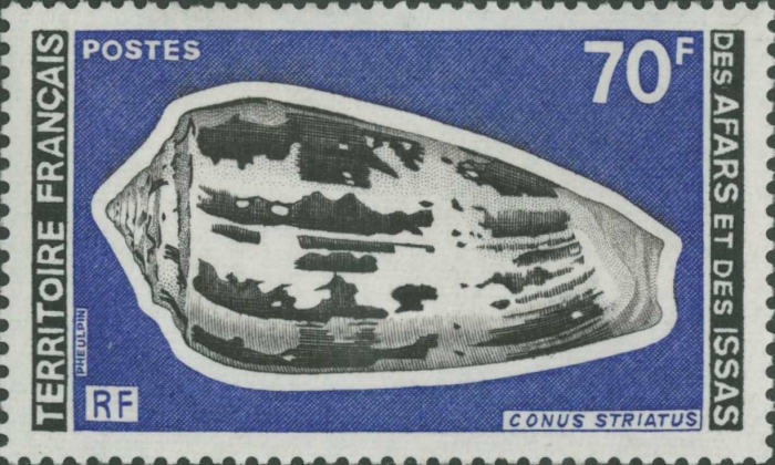 Conus striatus Conus striatus
