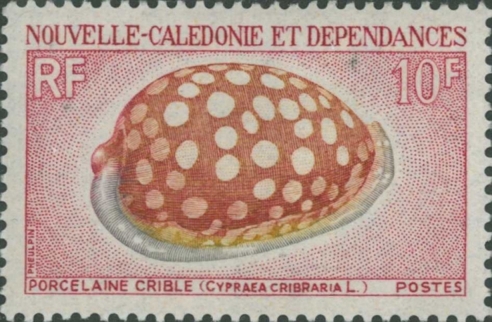 Cypraea cribraria Cypraea cribraria