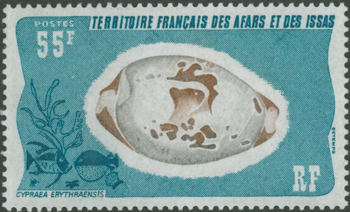 Cypraea erythraeensis Cypraea erythraeensis