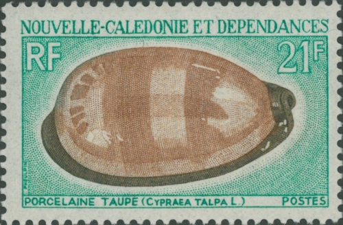 Cypraea talpa