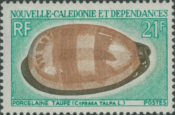 Cypraea talpa Cypraea talpa