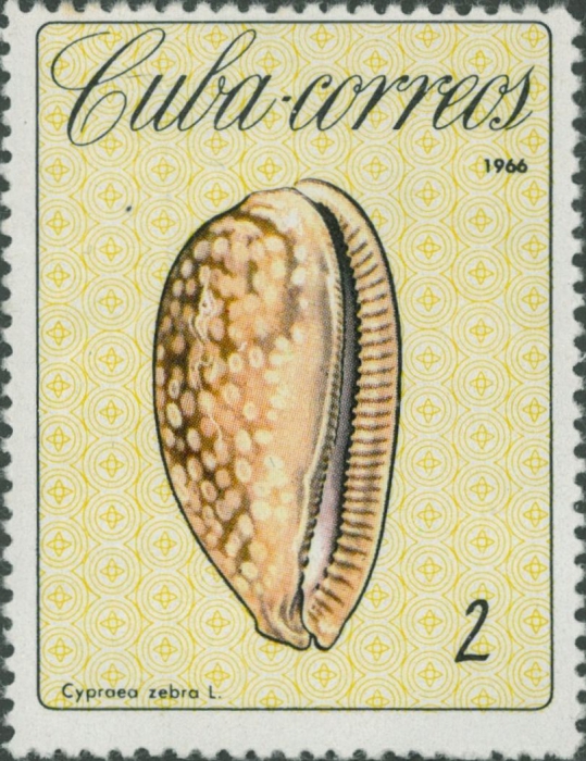 Cypraea zebra Cypraea zebra