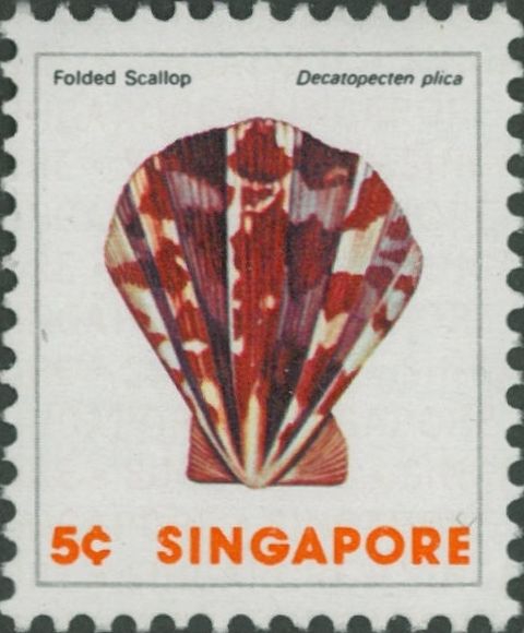 Decatopecten plica Decatopecten plica