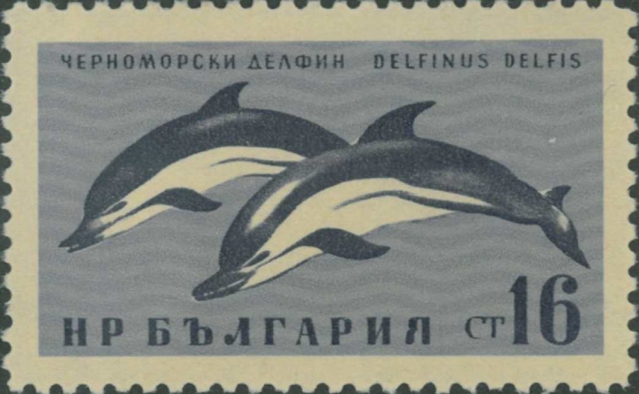 Delphinus delphis