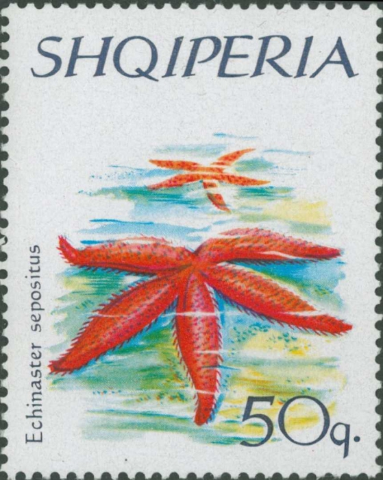 Echinaster sepositus