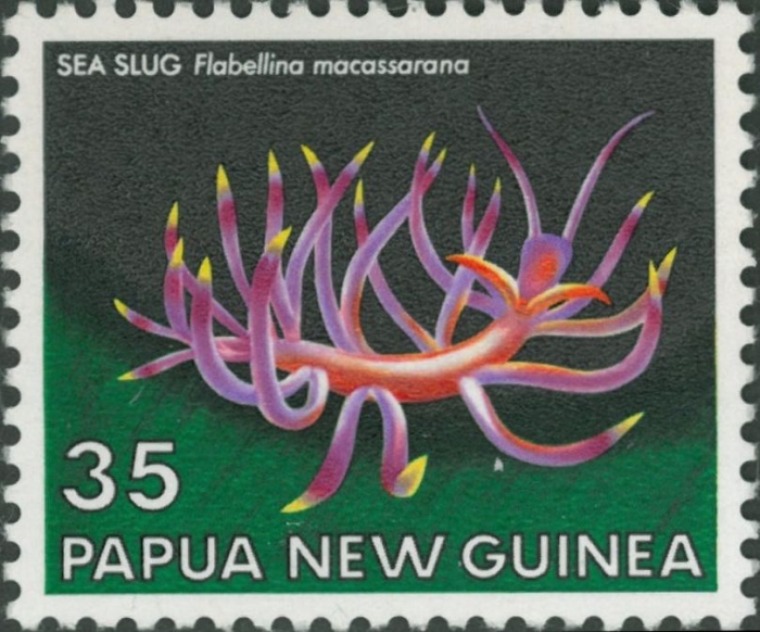 Flabellina macassarana Flabellina macassarana