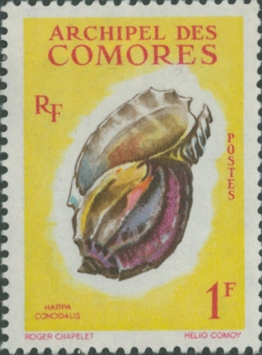 Harpa conoidalis