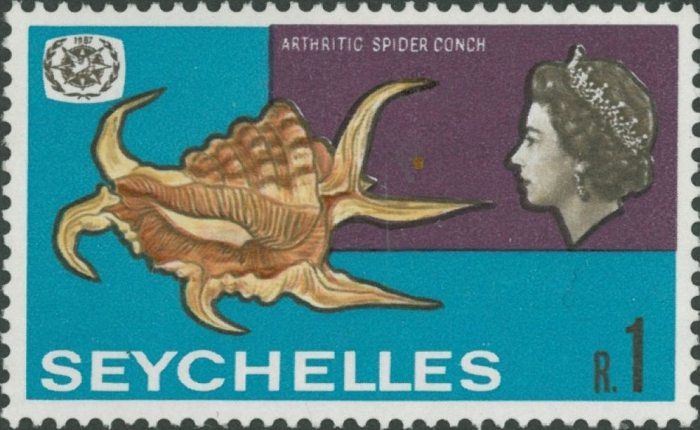 Lambis chiragra arthritica Lambis chiragra arthritica