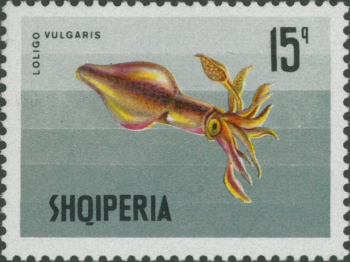 Loligo vulgaris Loligo vulgaris