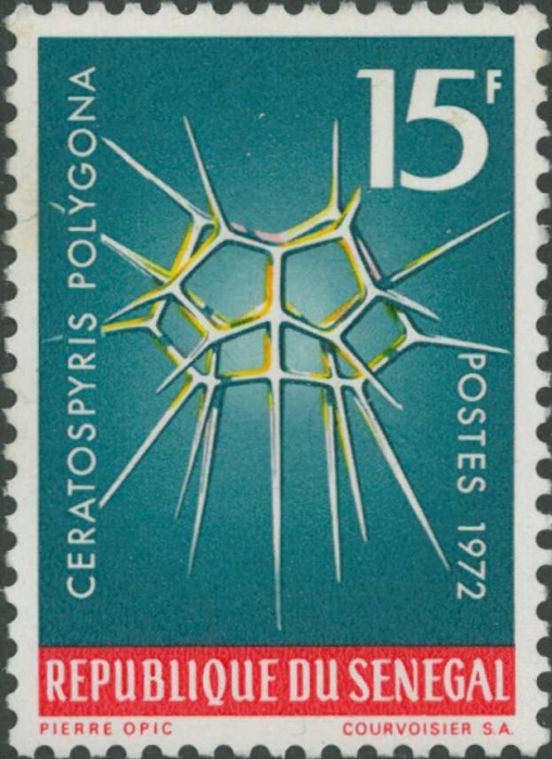 Lophospyris pentagona Lophospyris pentagona