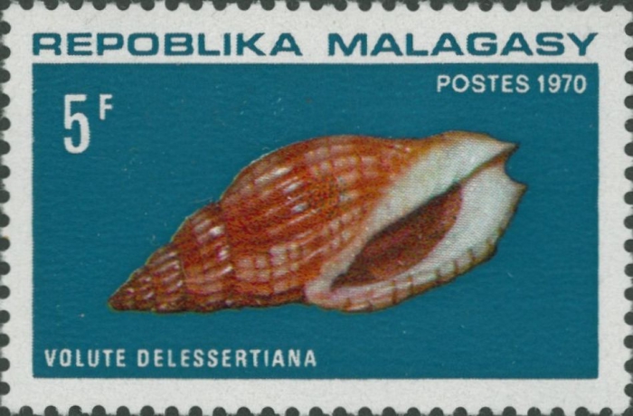 Lyria delessertiana Lyria delessertiana