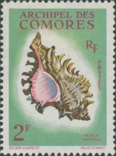 Murex ramosus