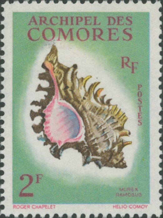 Murex ramosus