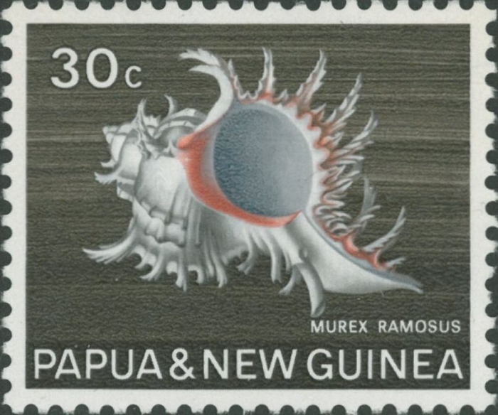 Murex ramosus Murex ramosus