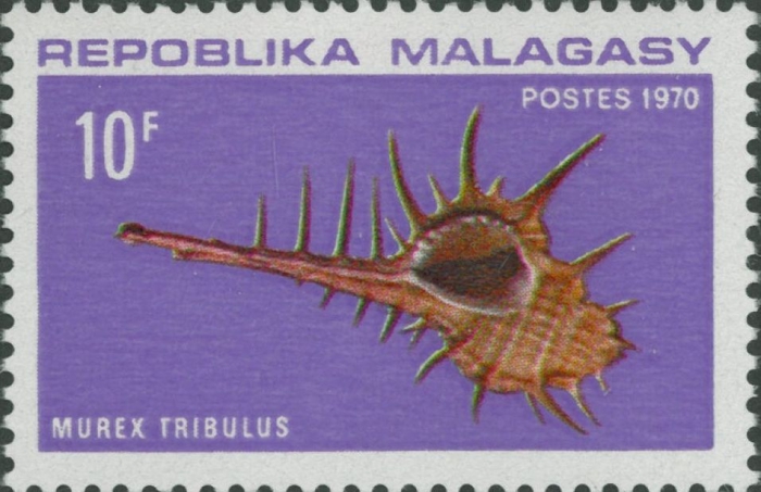 Murex tribulus Murex tribulus