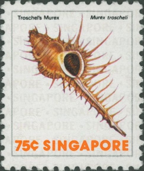 Murex troscheli Murex troscheli
