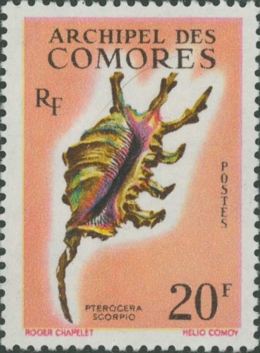 Pterocera scorpius Pterocera scorpius