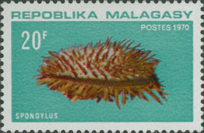 Spondylus sp. Spondylus sp.