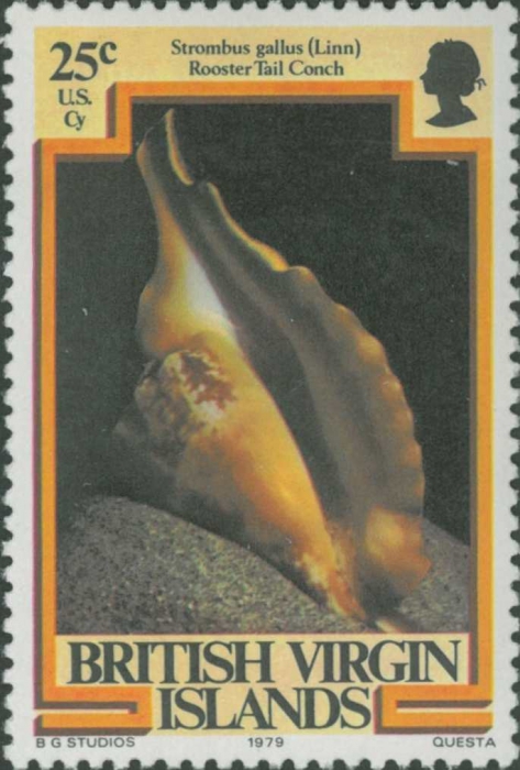 Strombus gallus Strombus gallus