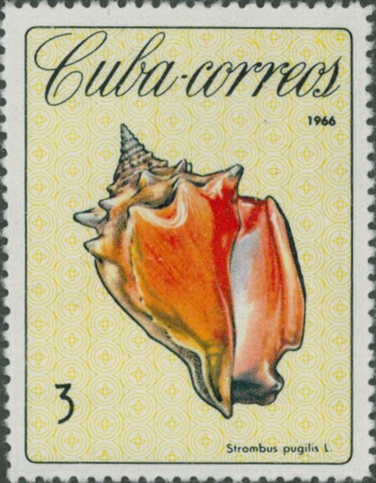 Strombus pugilis Strombus pugilis