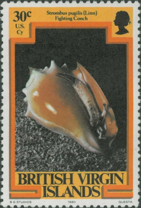 Strombus pugilis Strombus pugilis