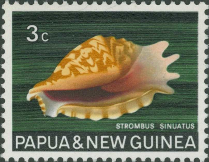 Strombus sinuatus Strombus sinuatus
