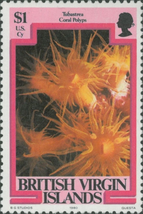 Tubastraea sp. Tubastraea sp.