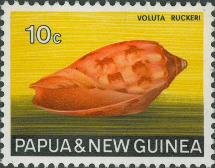 Voluta ruckeri Voluta ruckeri