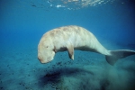 Dugong dugon, Australia, (c) Doug Perrine, seapics.com