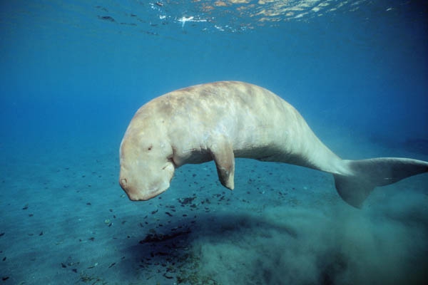 Dugong dugon, Australia, (c) Doug Perrine, seapics.com Dugong dugon, Australia, (c) Doug Perrine, seapics.com