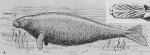 Hydrodamalis gigas, sketch and palate by J.F. Brandt