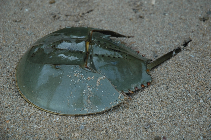 Tachypleus tridentatus Tachypleus tridentatus