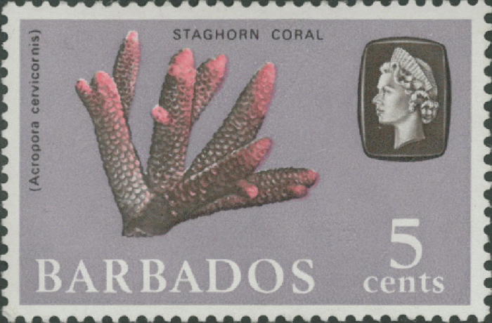 Acropora cervicornis