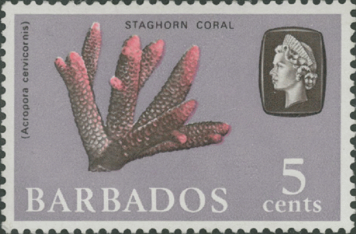 Acropora cervicornis Acropora cervicornis
